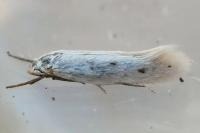 Elachista