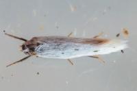 Elachista