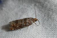 Gravitarmata margarotana