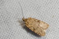 Agonopterix ferocella