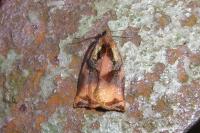 Archips podana