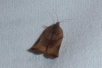 Archips podana