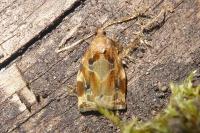 Archips xylosteana