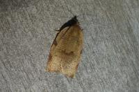 Lozotaenia forsterana