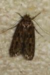 Hofmannophila pseudospretella