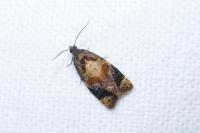 Ditula angustiorana
