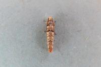 Pseudococcyx tessulatana