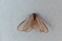 Rebelia plumella surientella
