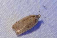 Agonopterix scopariella