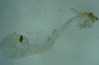 Agonopterix scopariella