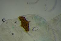 Agonopterix scopariella