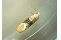 Eupoecilia ambiguella