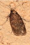 Depressaria albipunctella