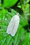 Agonopterix pallorella