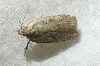 Agonopterix scopariella