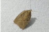 Agonopterix scopariella