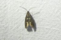 Incurvaria pectinea
