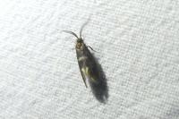 Incurvaria pectinea