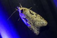 Semioscopis steinkellneriana