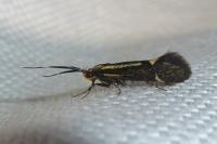 Esperia sulphurella