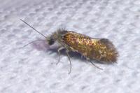 Dyseriocrania subpurpurella