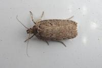 Agonopterix rutana