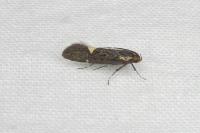 Esperia sulphurella
