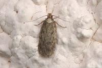 Depressaria albipunctella