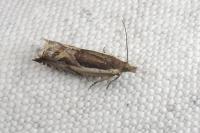 Ancylis apicella