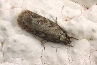 Depressaria