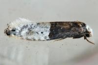 Trichophaga bipartitella