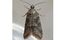 Cnephasia