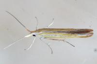Coleophora