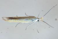 Coleophora