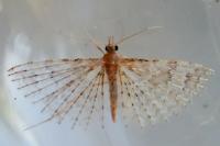 Alucita