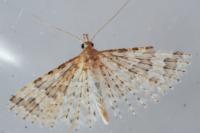 Alucita