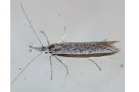 Pleurota ericella