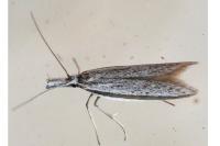Pleurota ericella