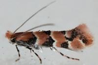 Phyllonorycter cephalariae/trifasciella