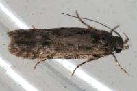 Carpatolechia decorella