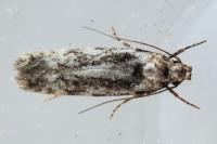 Carpatolechia decorella