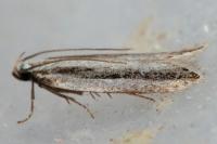 Mirificarma interrupta