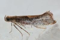 Acrolepiopsis vesperella