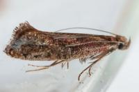 Acrolepiopsis vesperella