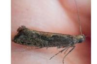 Acrolepiopsis vesperella