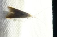 Coleophora albella