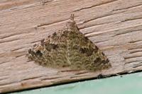 Alucita hexadactyla