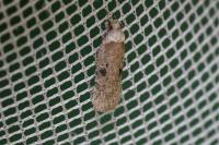 Agonopterix propinquella