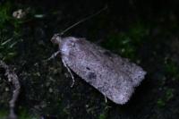 Agonopterix propinquella