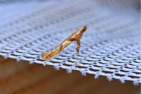 Caloptilia hemidactylella